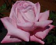 unknow artist Realistic Pink Rose oil painting reproduction